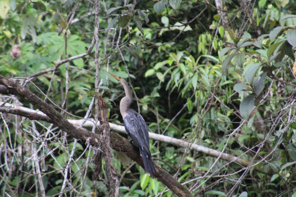Aninga posada sobre un tronco caído junto a la orilla, con el cuello estirado, en la Amazonía. Foto: Carlos · Nido de Vida