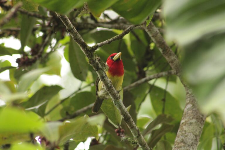 Barbudo cabecirrojo macho, de cabeza roja y pecho amarillo, trepado a una rama delgada. Foto: Carlos · Nido de Vida