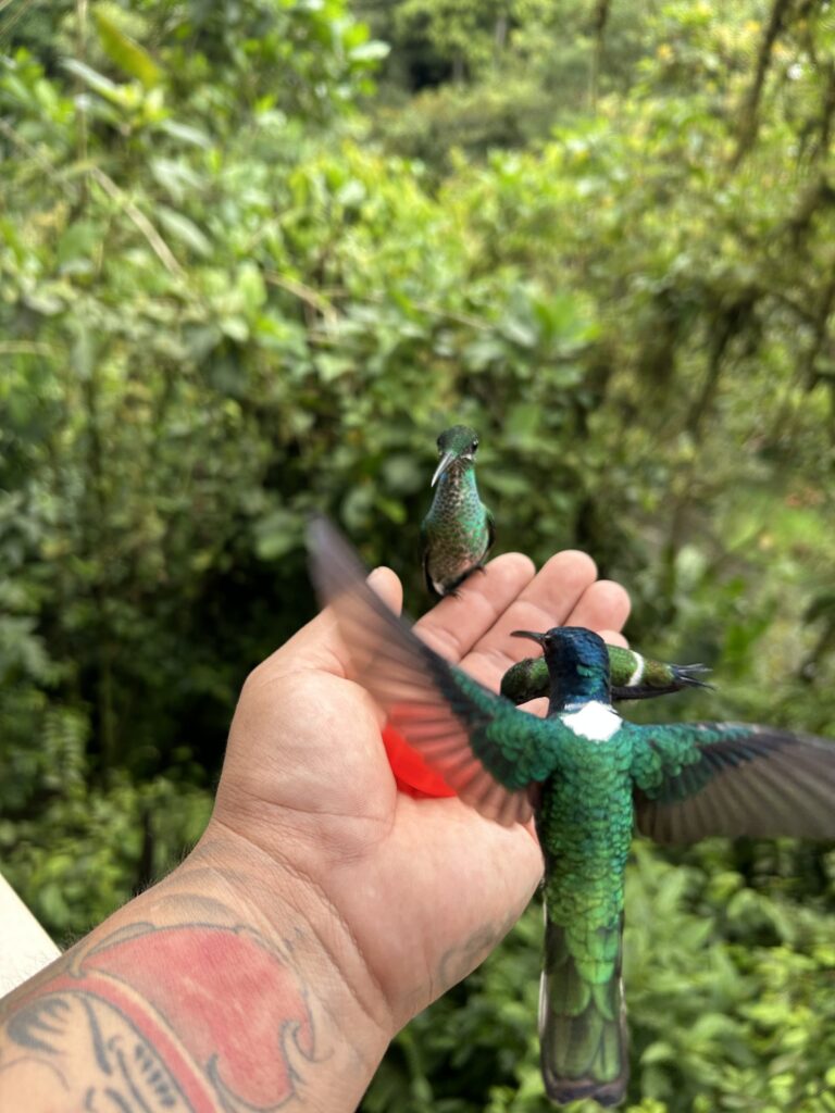 Colibrí con las alas desplegadas sobre la palma de una mano