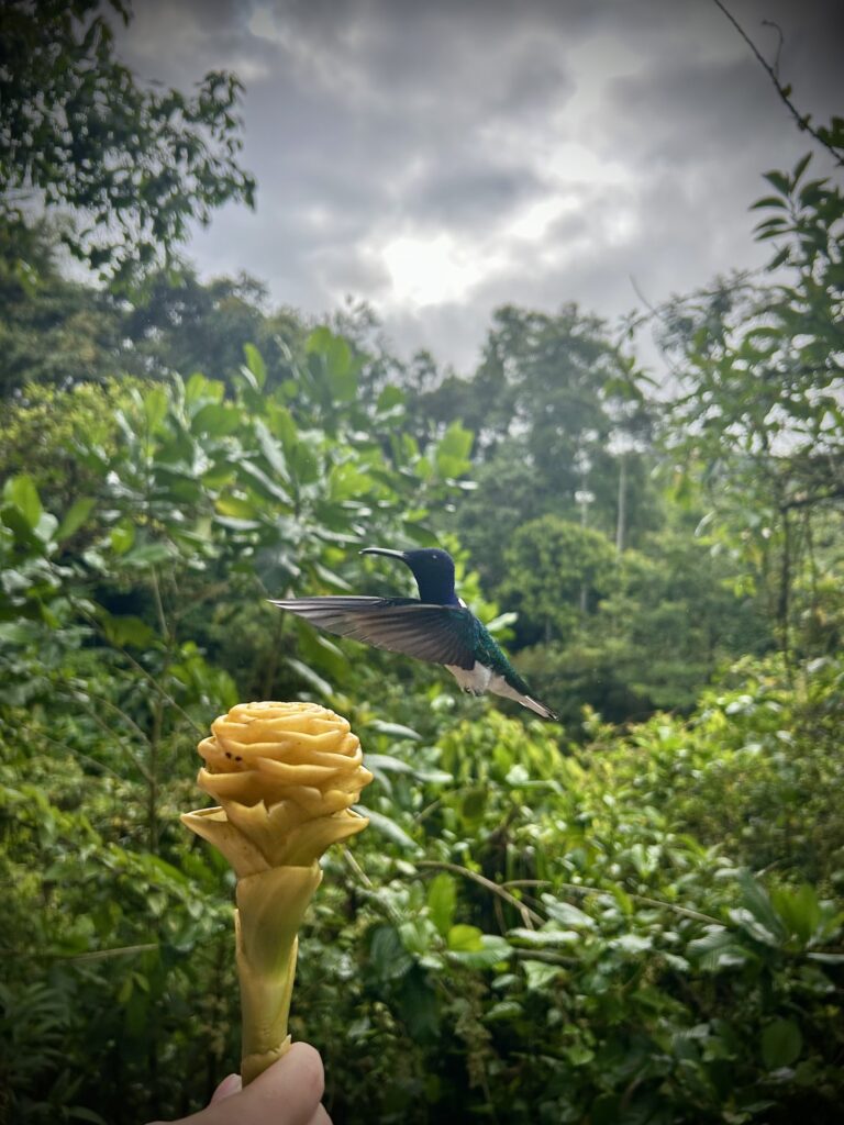 Colibrí volando junto a una flor amarilla sostenida en la mano
