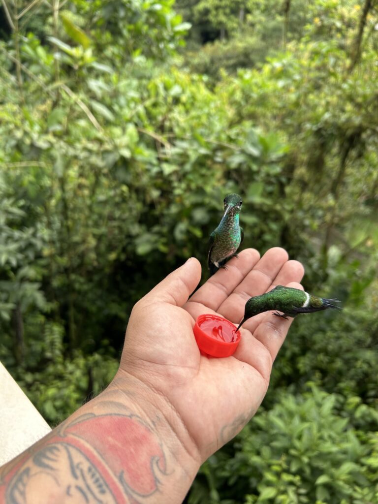 Dos colibríes alimentándose en la mano de un visitante