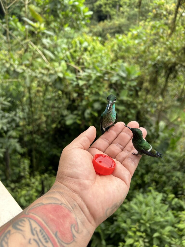 Colibríes verdes posados en la mano de una visitante