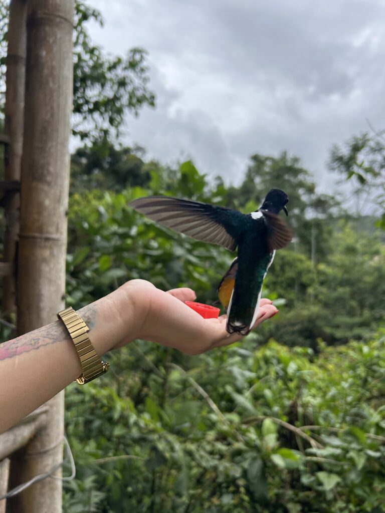 Colibrí de garganta brillante batiendo las alas sobre la mano de una visitante