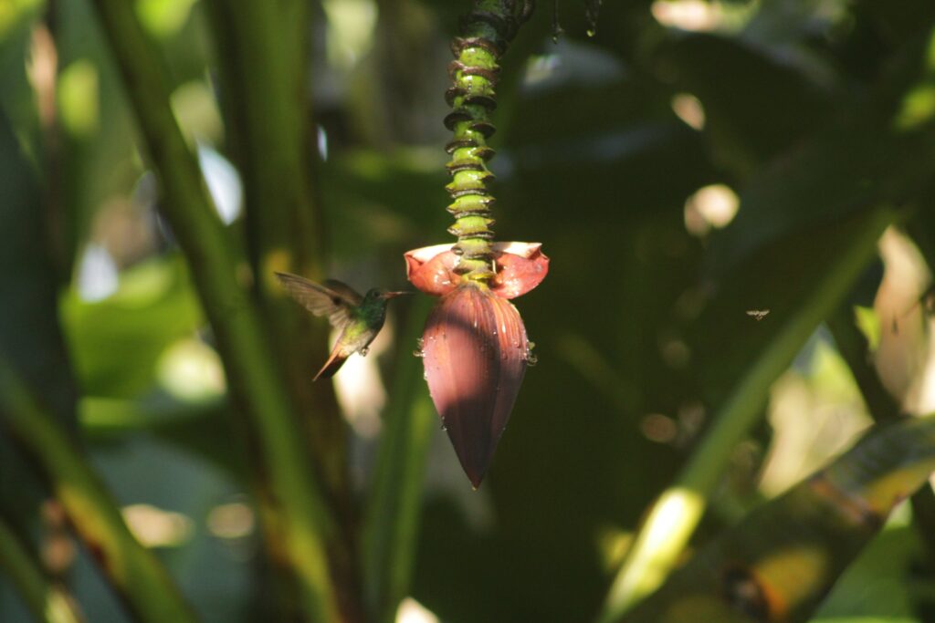 Colibrí suspendido en vuelo junto a la flor rosada de un plátano, con gotas de agua sobre la bráctea. Foto: Carlos · Nido de Vida
