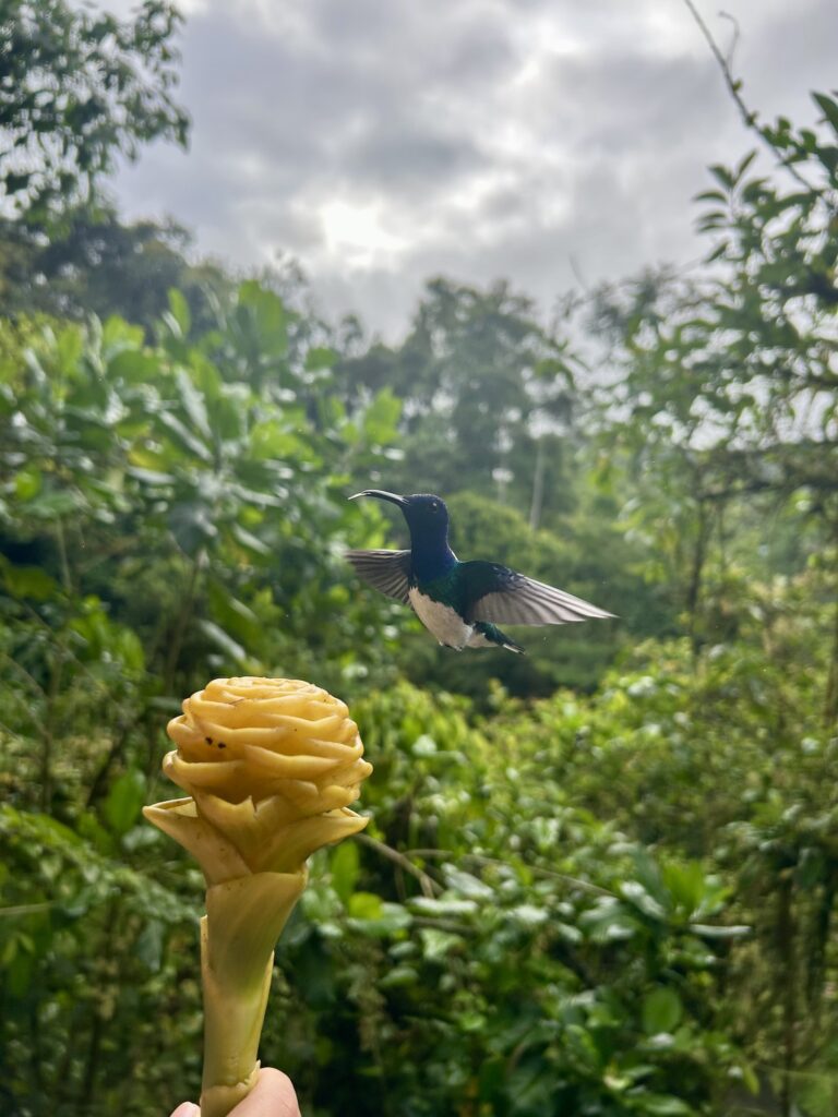 Colibrí en vuelo con las alas abiertas junto a una flor amarilla