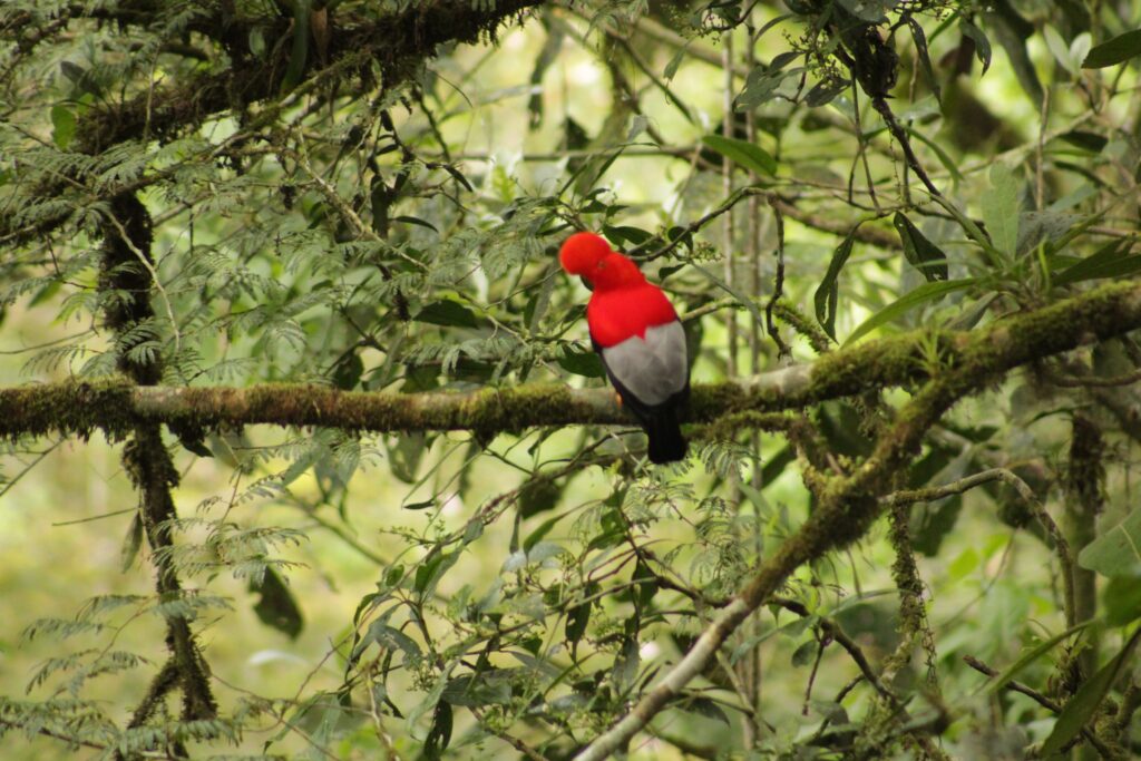 Gallo de la peña andino macho posado sobre una rama musgosa entre helechos del bosque nublado. Foto: Carlos · Nido de Vida