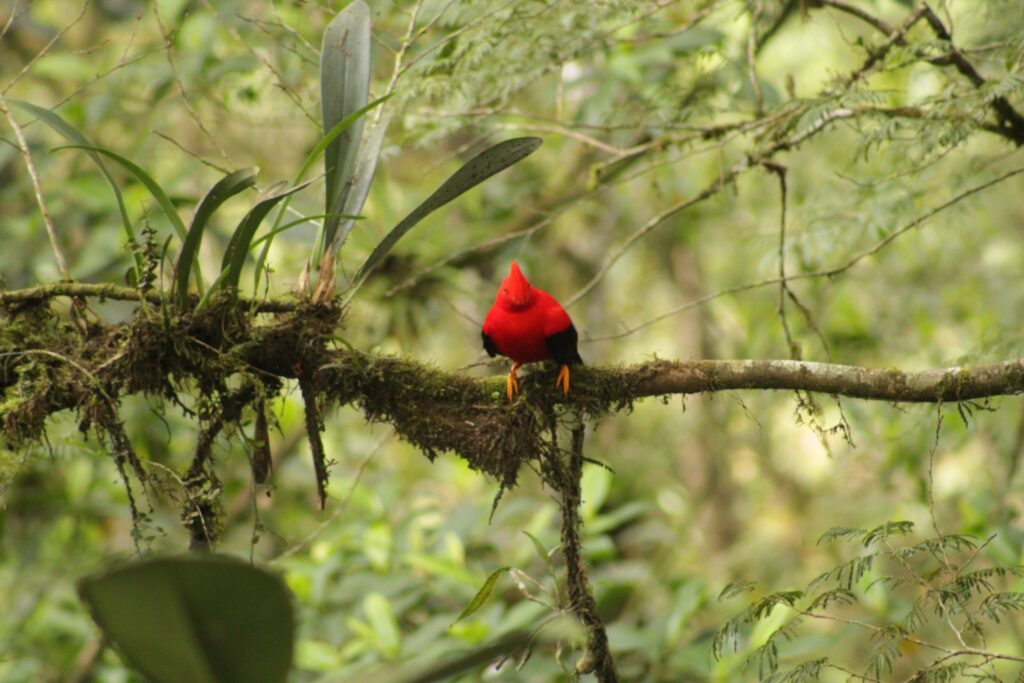 Gallo de la peña andino de frente sobre una rama con epífitas, con el fondo verde desenfocado. Foto: Carlos · Nido de Vida