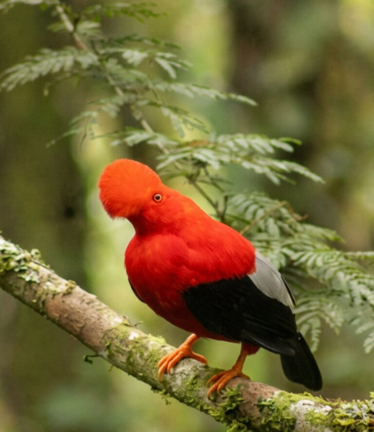 Gallo de la peña andino macho, de cresta escarlata, posado en una rama con musgo en el bosque nublado. Foto: Carlos · Nido de Vida