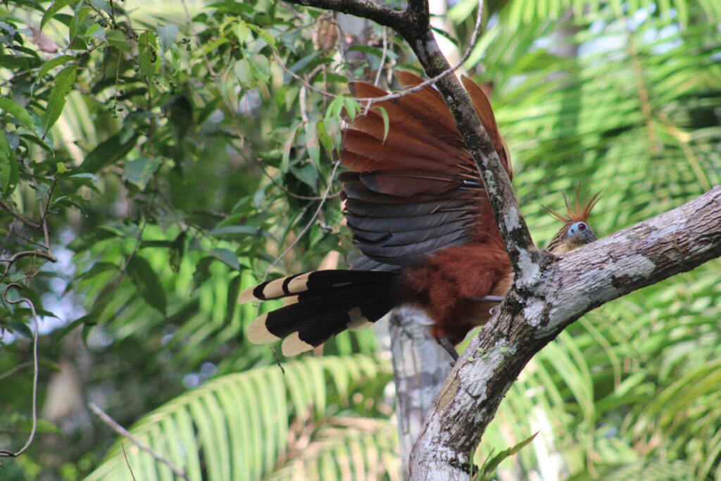 Hoatzín con el ala completamente desplegada sobre una rama gruesa en la Amazonía. Foto: Carlos · Nido de Vida