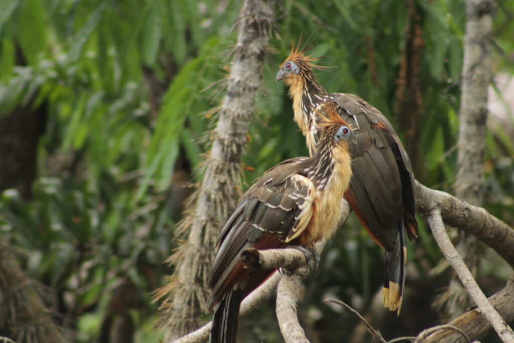 Dos hoatzines juntos en la misma rama, con la cresta erizada y el ojo rojo, en la Amazonía. Foto: Carlos · Nido de Vida