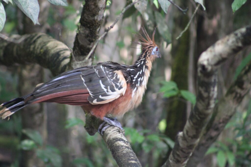 Hoatzín de perfil sobre una rama, con la cresta eriza y el ojo rojo sobre la cara azul, en la Amazonía. Foto: Carlos · Nido de Vida