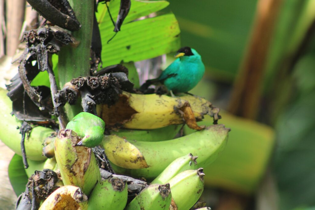 Hembra de mielero verde comiendo de un plátano maduro con el macho turquesa posado encima. Foto: Carlos · Nido de Vida