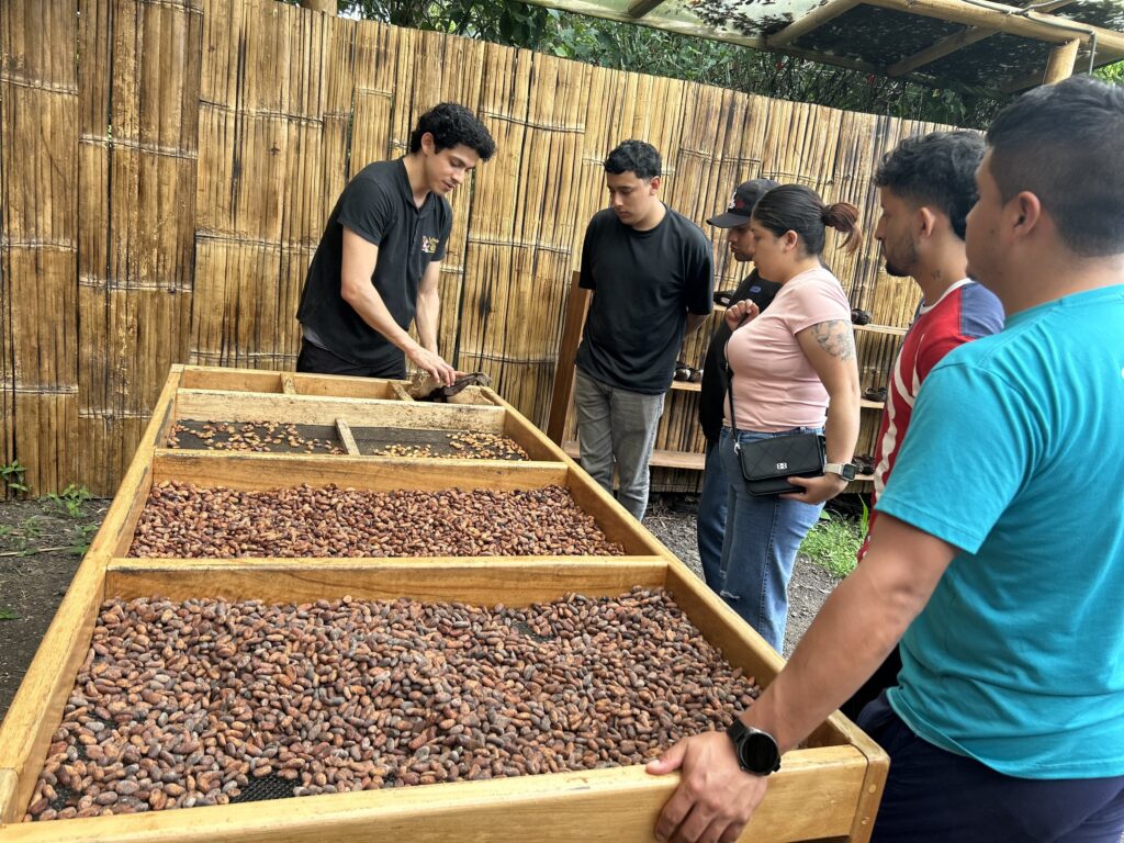 Cajones de madera con granos de cacao secándose al aire libre