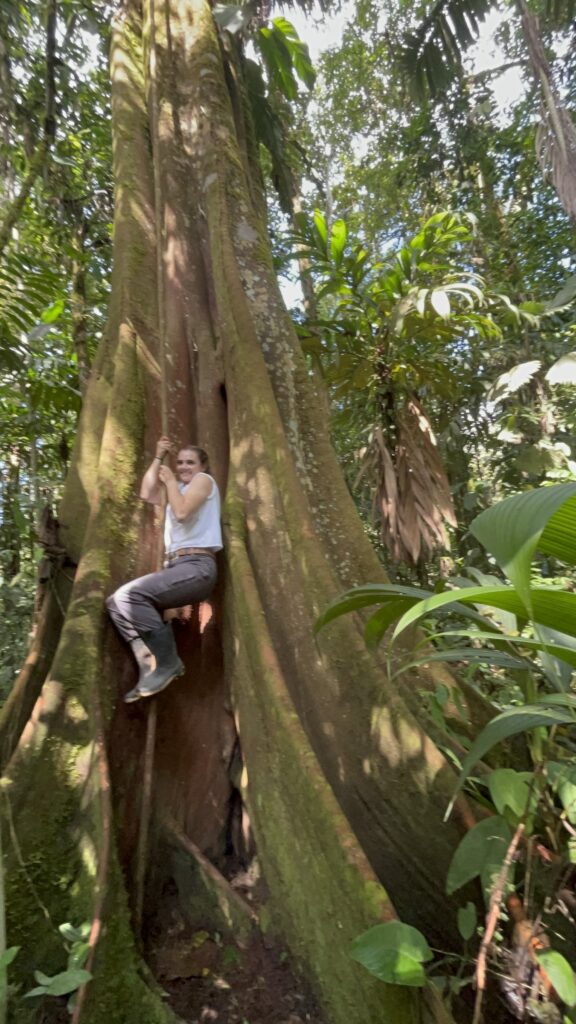 Visitante entre las raíces de un árbol gigante del bosque nublado