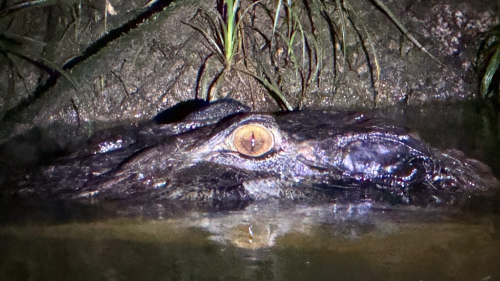 Primer plano de la cabeza de un caimán a ras del agua, con el ojo iluminado por la linterna durante una salida nocturna.