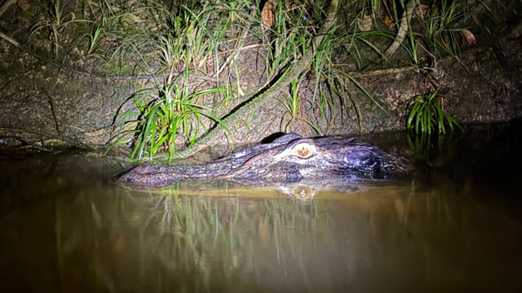 Caimán con la cabeza fuera del agua junto a una orilla con hierba, iluminado con linterna por la noche.