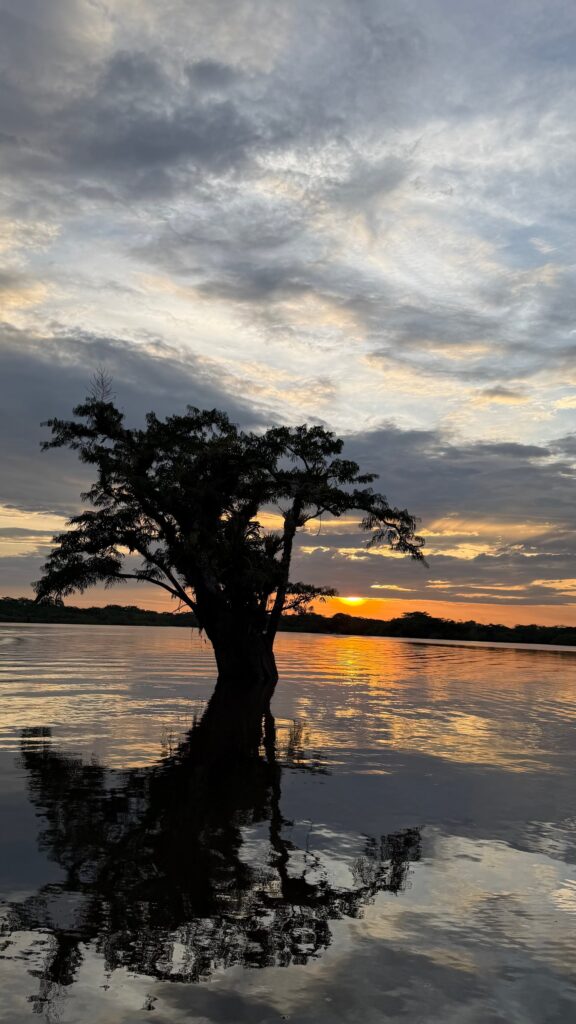 Silueta de un árbol que crece dentro de la laguna, con su reflejo en el agua y el sol bajo sobre la línea del bosque.