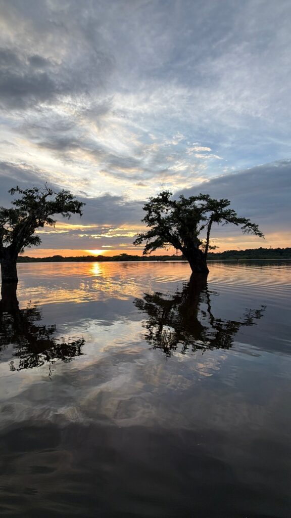 Dos árboles que crecen dentro de la laguna se reflejan en el agua quieta mientras el sol se oculta detrás del bosque.