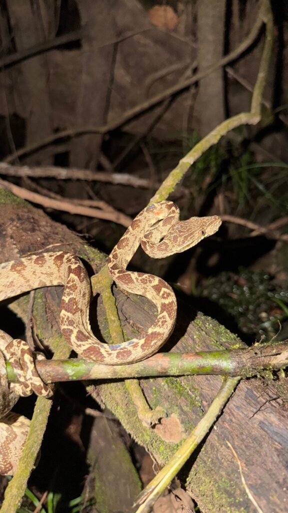 Serpiente de color crema con manchas café, enroscada en unas ramas sobre un tronco con musgo, fotografiada de noche.