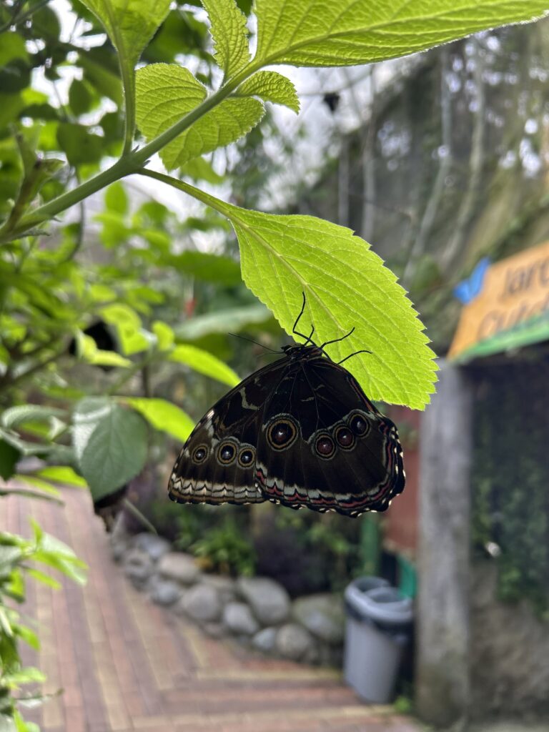 Mariposa búho posada bajo una hoja a contraluz
