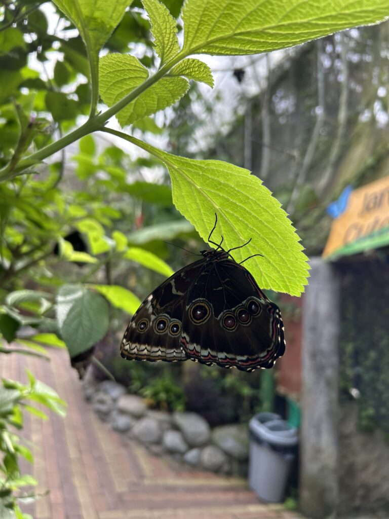 Mariposa búho posada bajo una hoja en el jardín del mariposario de Mindo