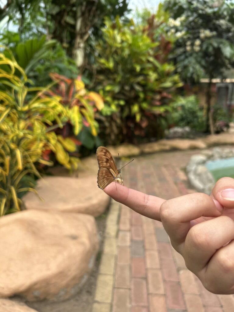 Mariposa posada en el dedo de una visitante en el mariposario de Mindo