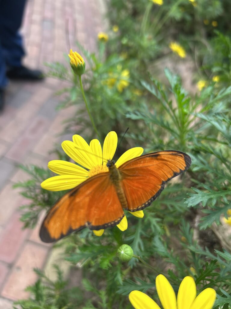 Mariposa naranja con las alas abiertas sobre una flor amarilla en el jardín del mariposario