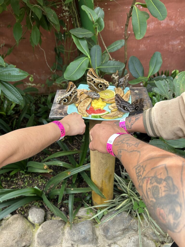 Manos de visitantes sosteniendo la bandeja de fruta donde se alimentan las mariposas