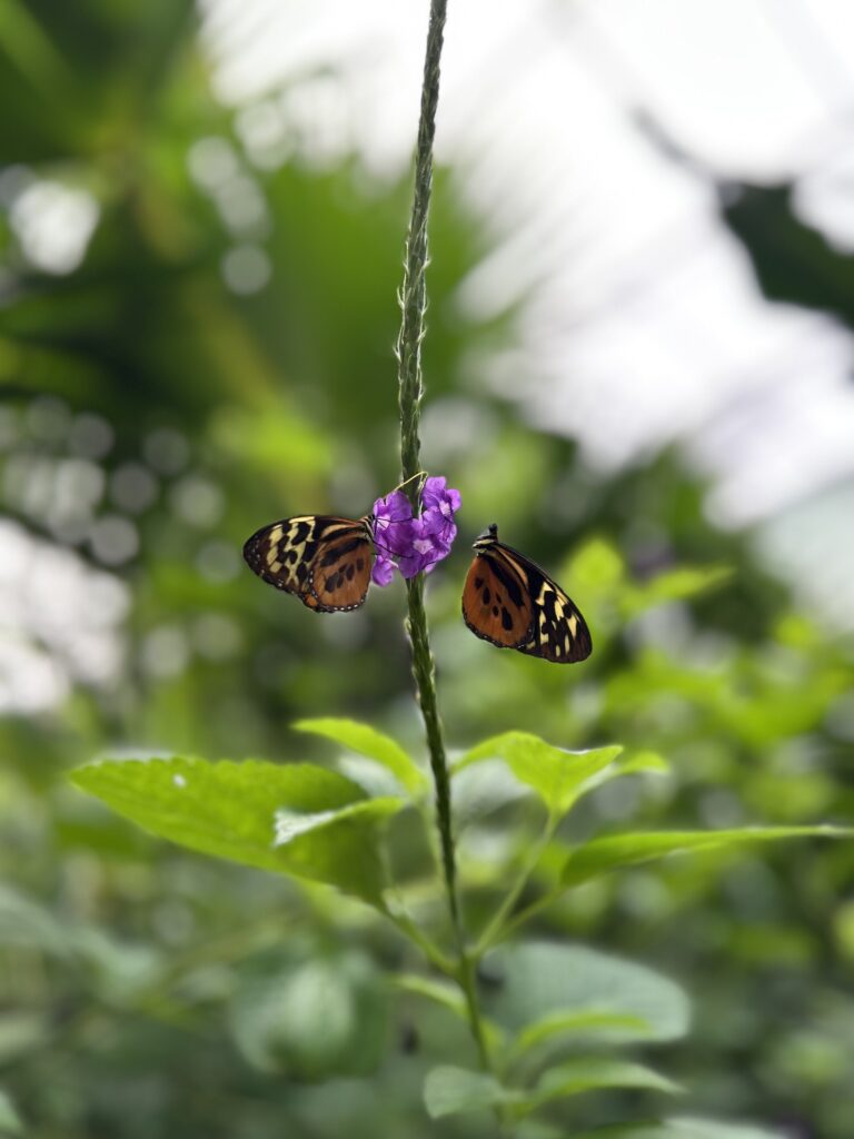 Dos mariposas tigre posadas sobre una flor morada en el mariposario de Mindo