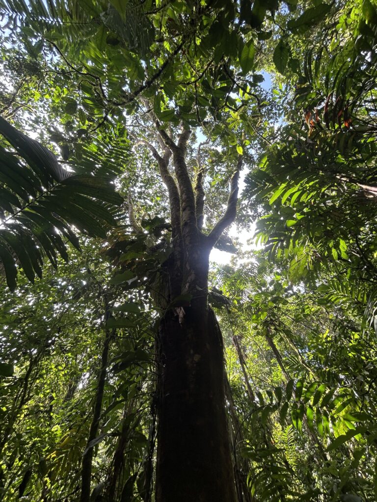 Árbol enorme visto desde la base hacia el dosel del bosque