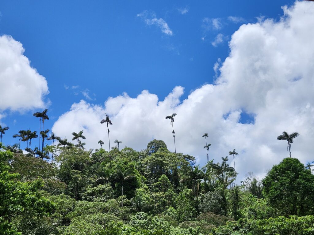 Dosel del bosque nublado con palmas altas contra el cielo