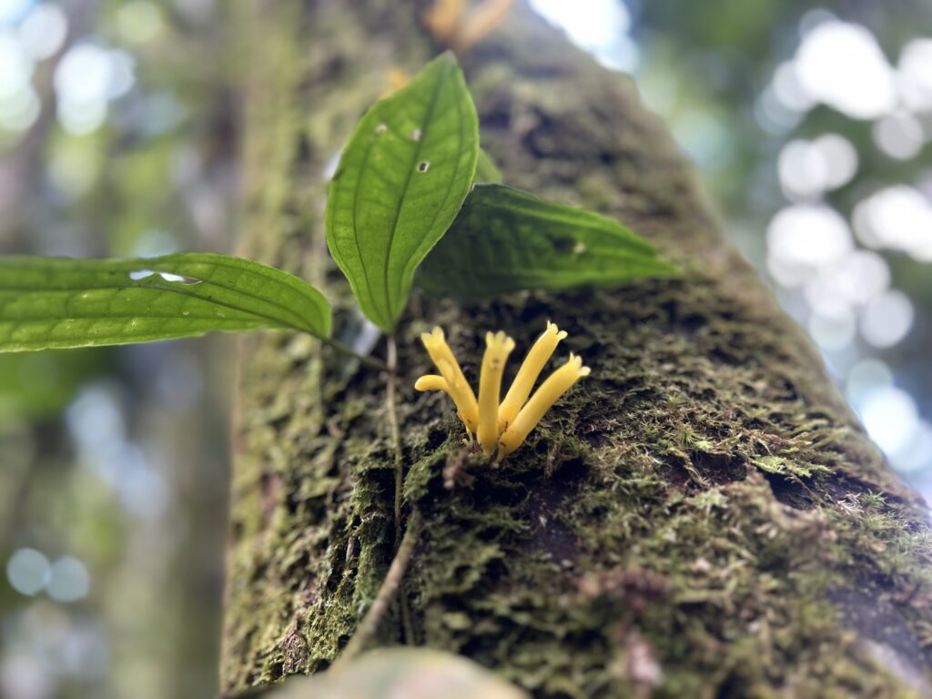 Hongo amarillo brotando de un tronco cubierto de musgo