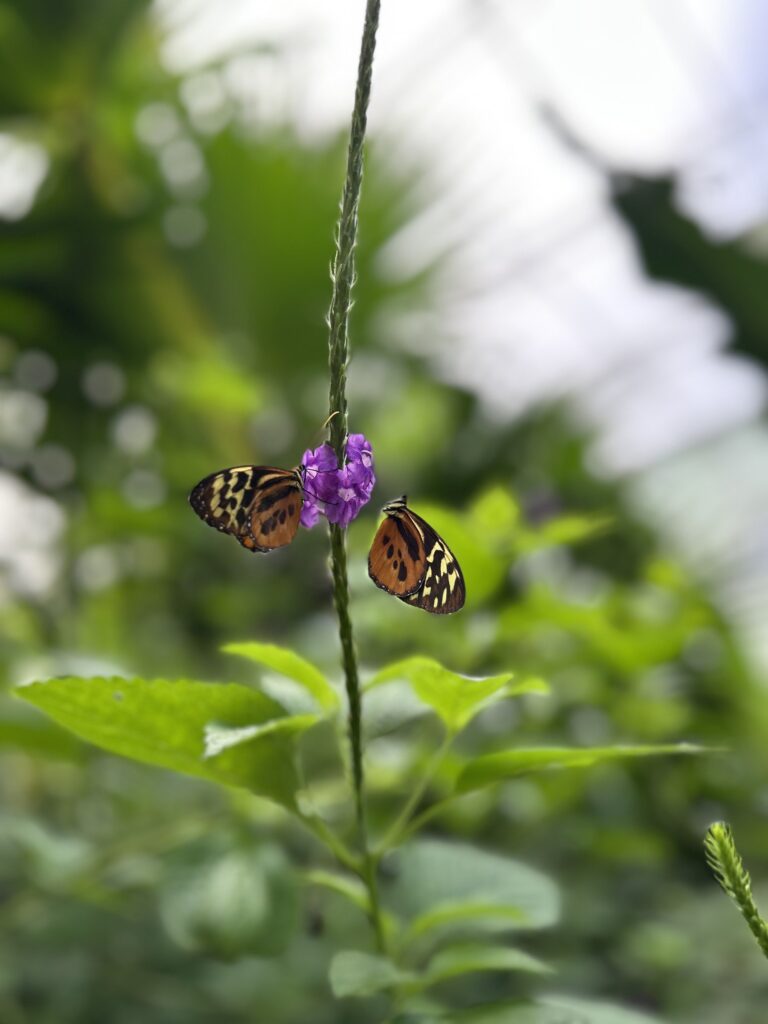 Dos mariposas tigre sobre una espiga de flores moradas
