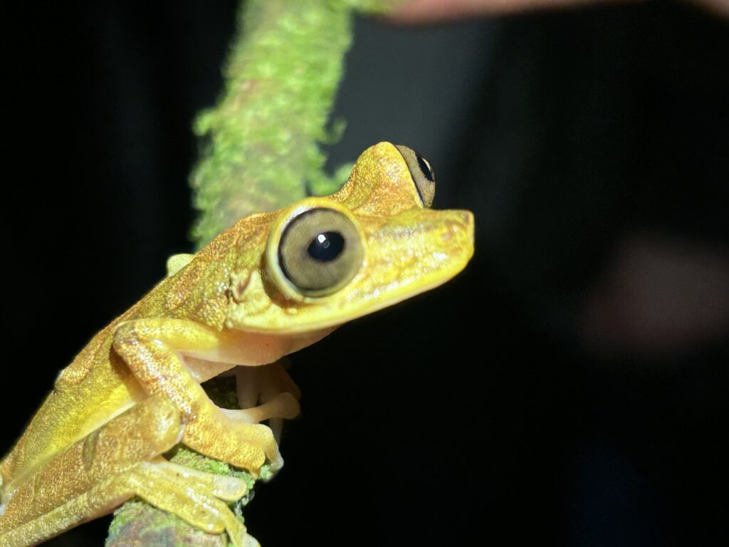 Primer plano de una rana arborícola amarilla de ojos dorados sobre un tallo
