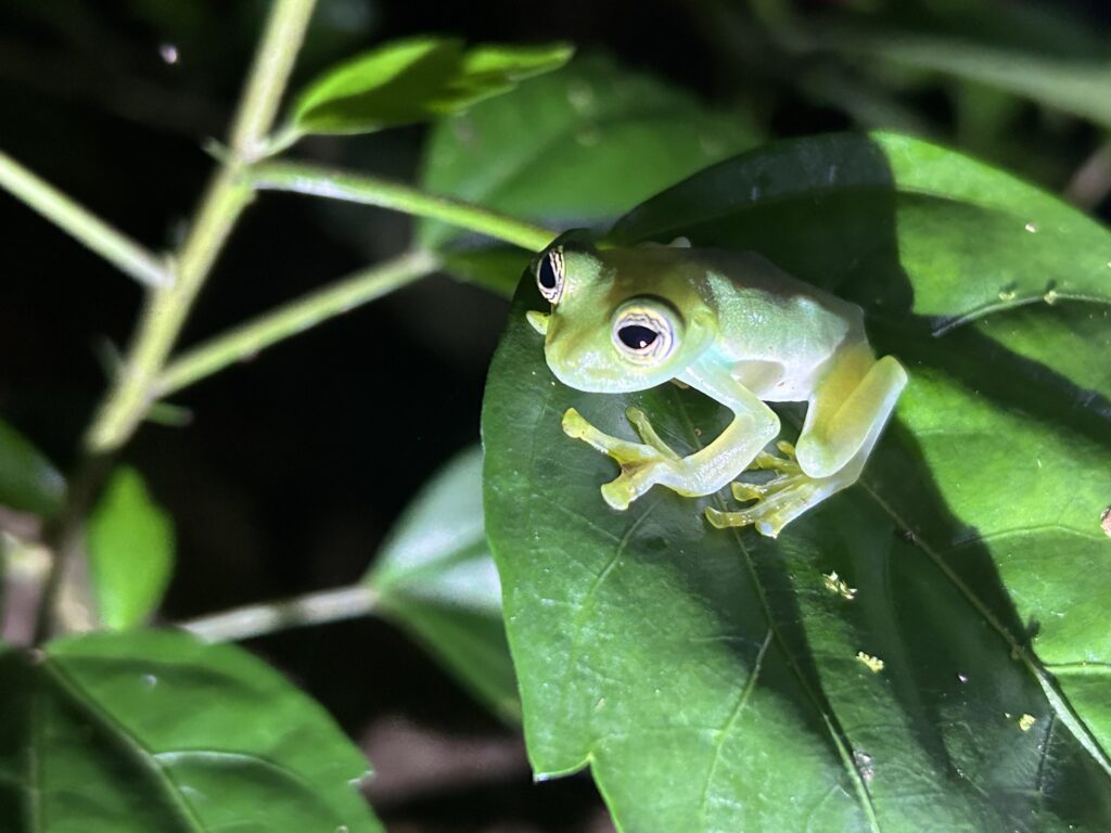 Rana de cristal translúcida sobre una hoja en la caminata nocturna