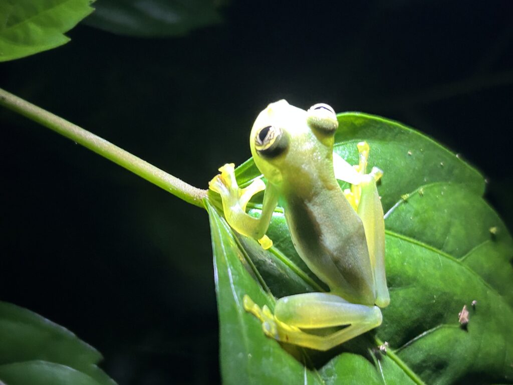 Rana de cristal trepada al borde de una hoja verde durante una caminata nocturna