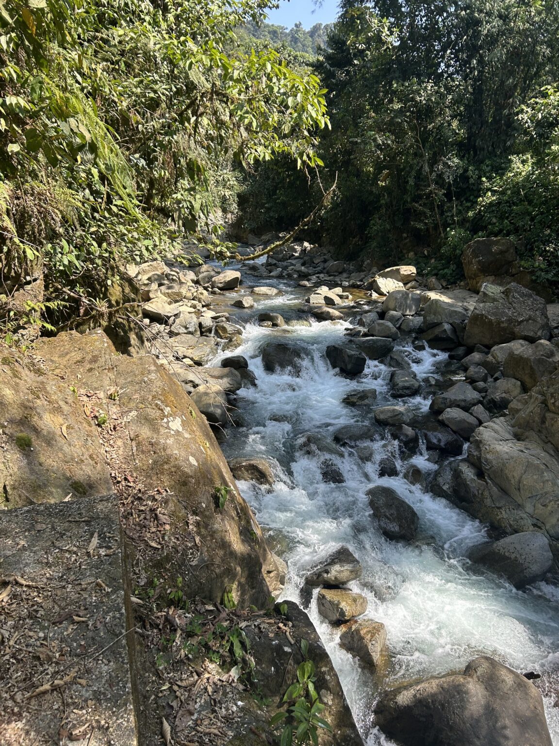 Río de montaña con rápidos blancos entre rocas y bosque