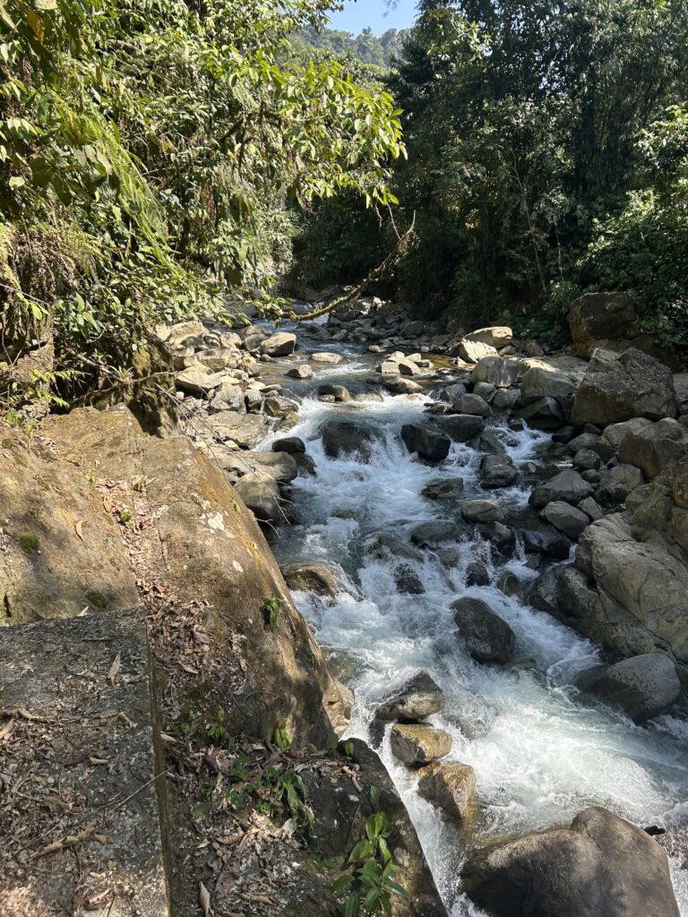 Río de montaña con rápidos blancos entre rocas y bosque