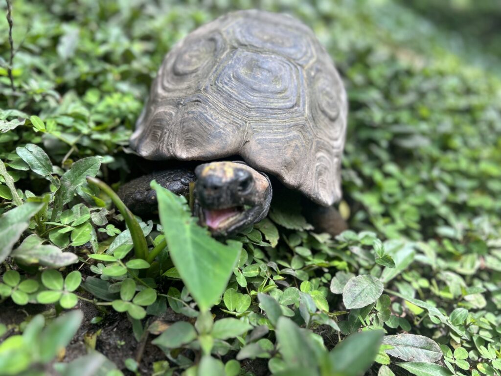 Tortuga motelo caminando entre la vegetación del bosque