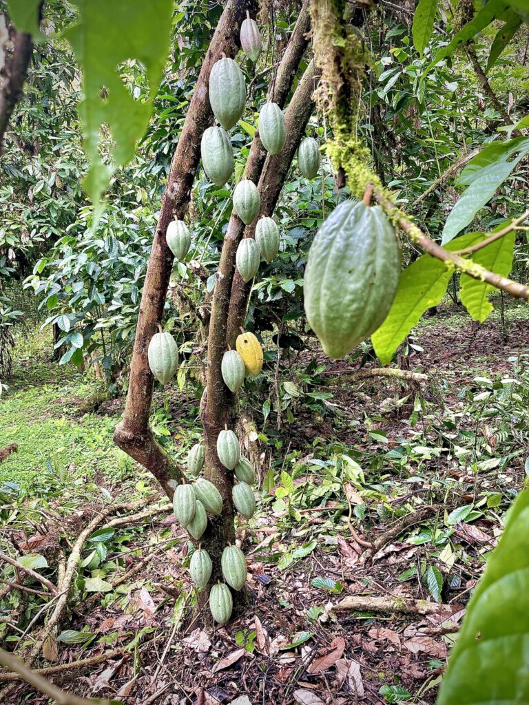 Mazorcas de cacao en el árbol
