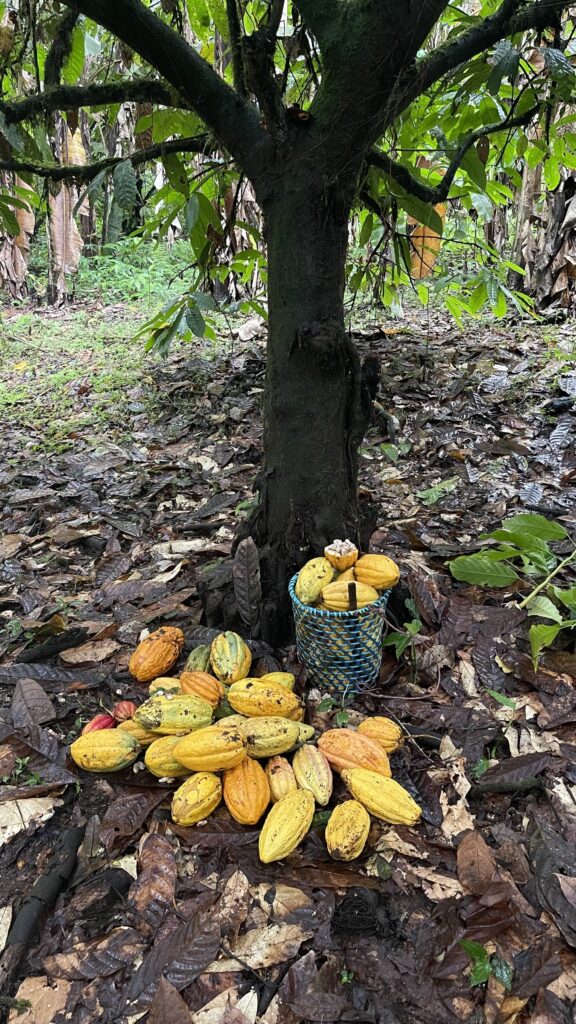 Cosecha de cacao bajo el árbol