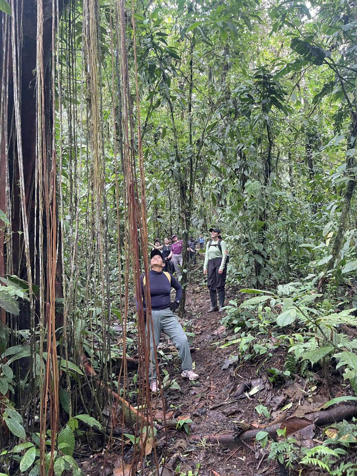 Caminata por el bosque primario