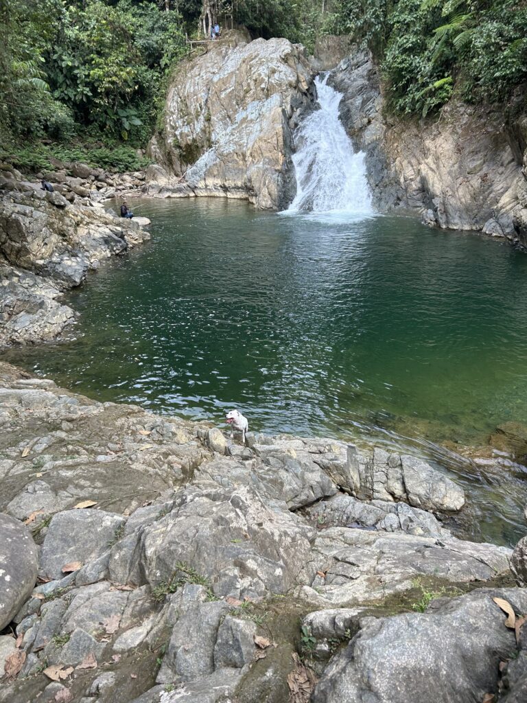 Cascada y poza de agua verde rodeada de roca y bosque