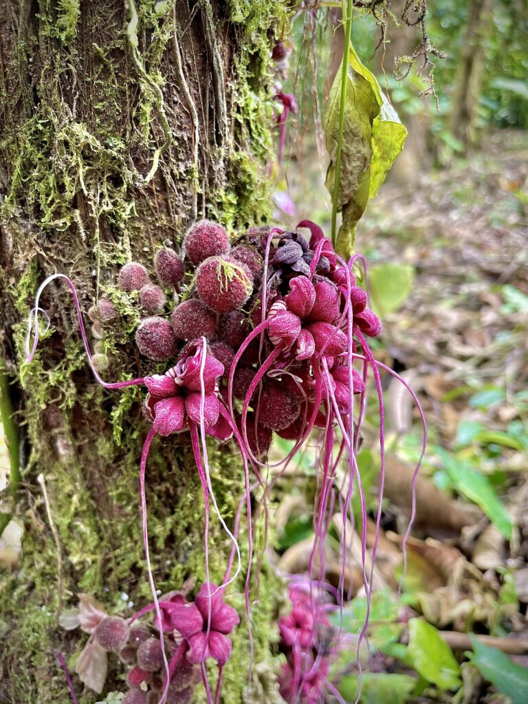 Flores del sotobosque