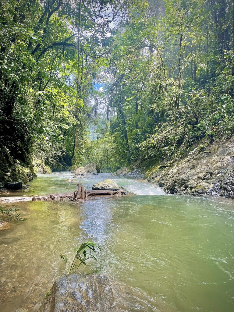 Río de aguas verdes dentro de la reserva