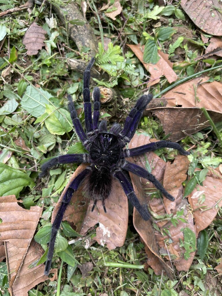 Tarántula sobre la hojarasca