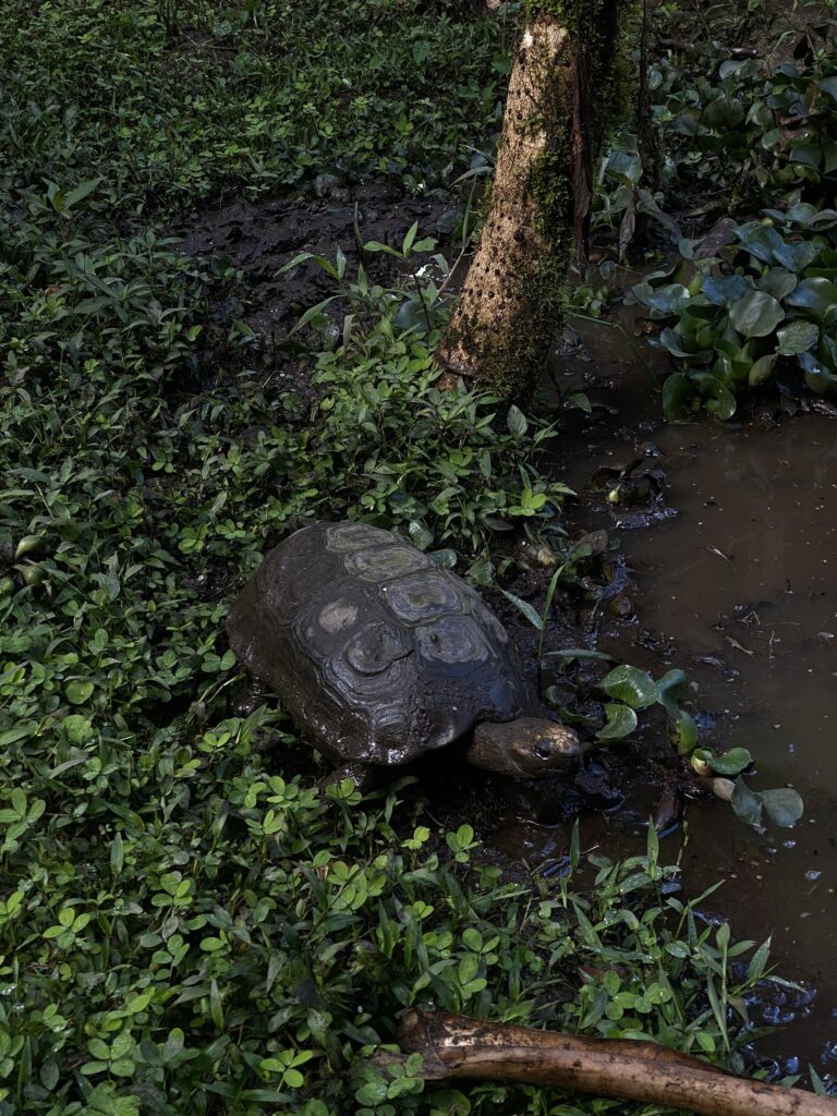 Tortuga caminando junto al agua en la reserva