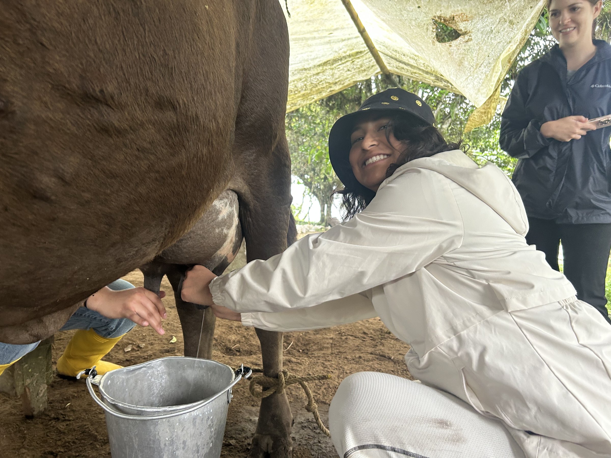 Visitante sonriendo mientras ordeña una vaca durante la Ruta del Queso en San Miguel de los Bancos