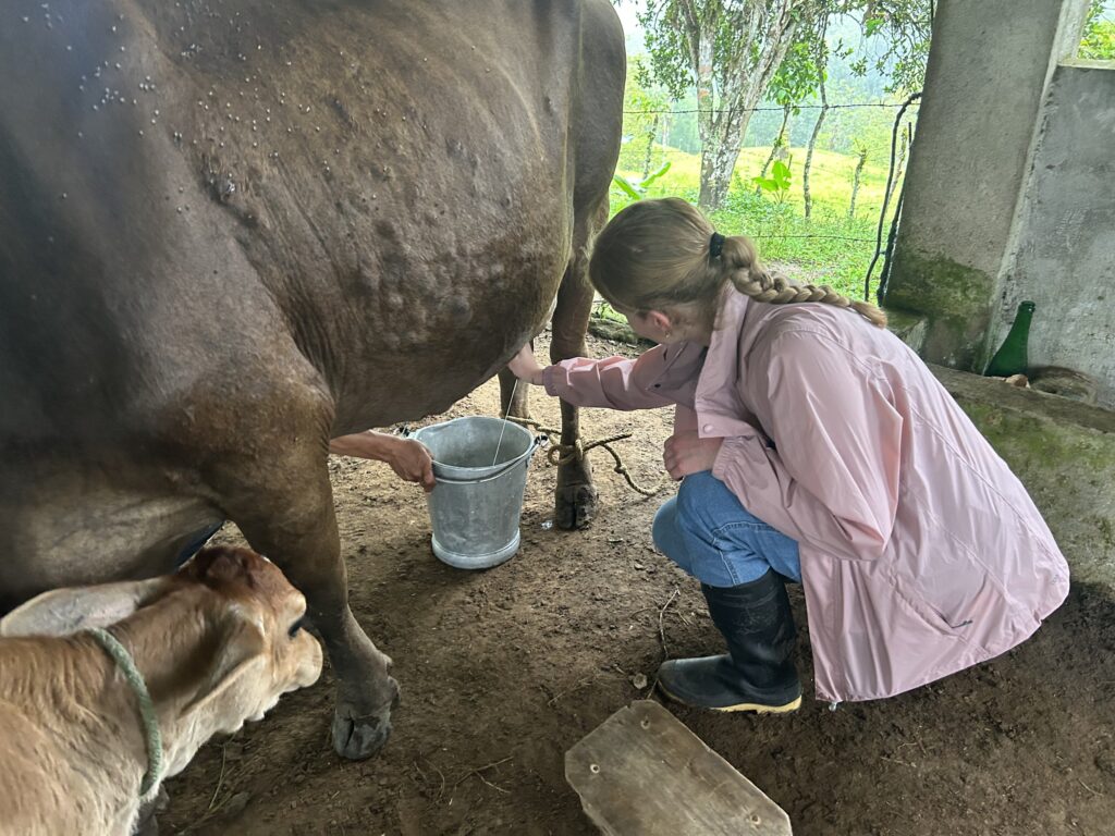 Visitante ordeñando junto al anfitrión, con el ternero al lado, en una finca de San Miguel de los Bancos