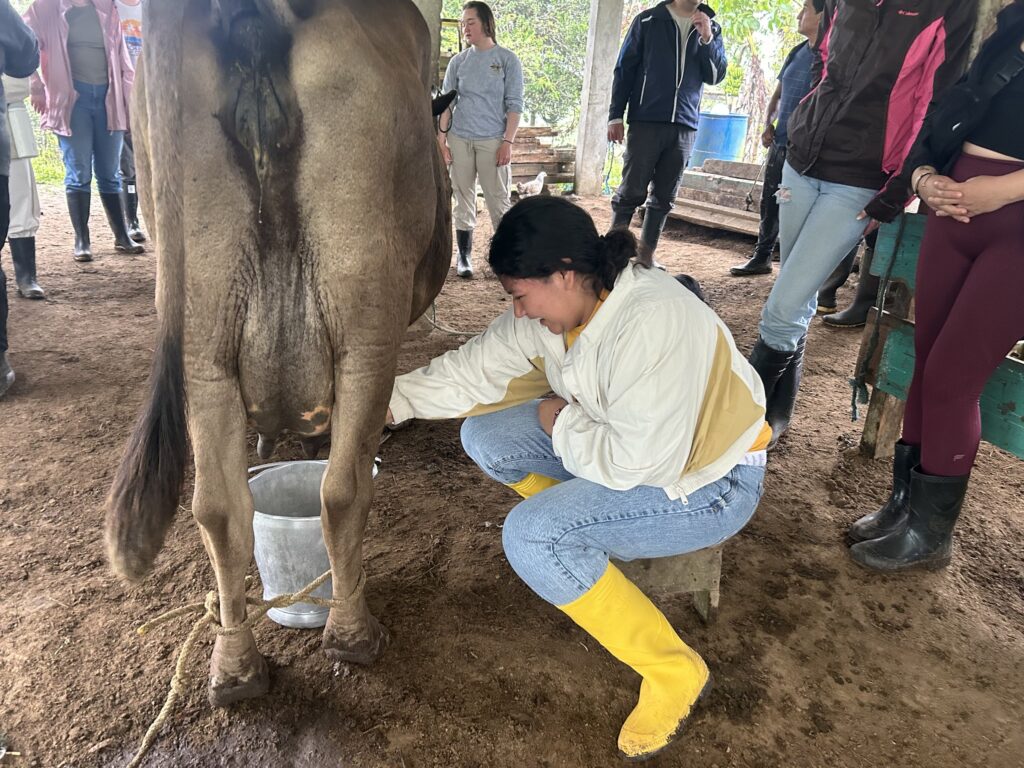 Grupo de visitantes observa el ordeño de la vaca en la finca ganadera